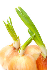 Image showing Sprouting Bulb Onions