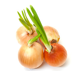 Image showing Sprouting Bulb Onions
