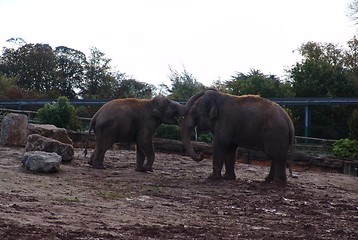 Image showing two elephants playing