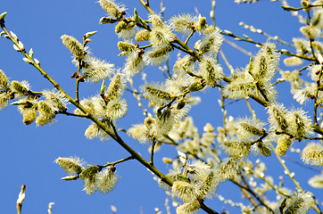 Image showing kittens in spring blooming tree branch blue sky 