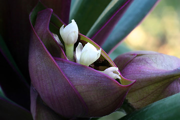 Image showing Flower