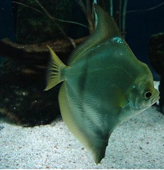 Image showing marine fish