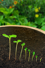 Image showing Sequence of Impatiens balsamina flower growing, evolution concept