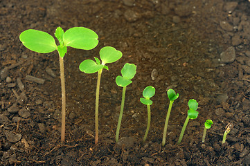 Image showing Sequence of Impatiens balsamina flower growing, evolution concept