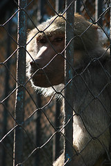 Image showing Monkey