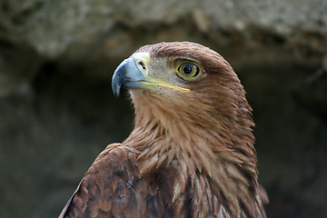 Image showing Eagle