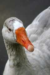 Image showing Duck