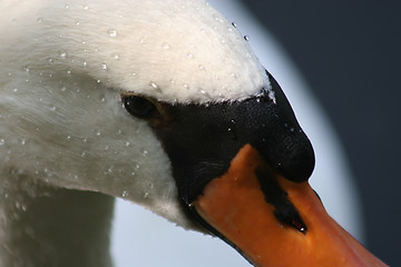 Image showing Swan