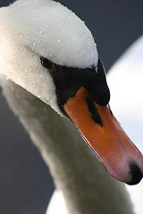 Image showing Swan