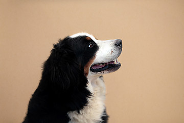 Image showing Bernese mountain dog