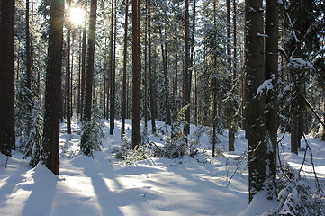 Image showing Winter forest