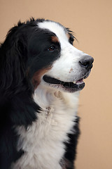 Image showing Portrait of Bernese Mountain Dog