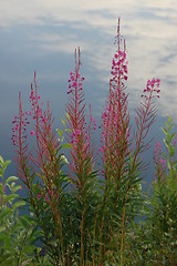 Image showing Flowers in front of cloud