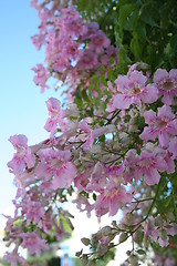 Image showing Wonderful pink flowers