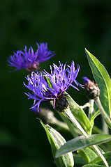 Image showing cornflowers