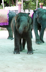 Image showing Elephant show