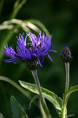 Image showing cornflower