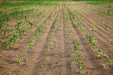 Image showing Agricuture