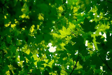 Image showing Leaves