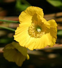 Image showing yellow flower