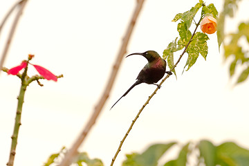 Image showing Beautilful bird on a tree