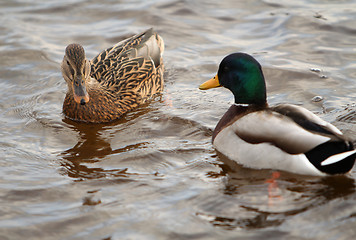 Image showing Duck swimming.