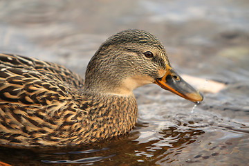 Image showing Female duck,
