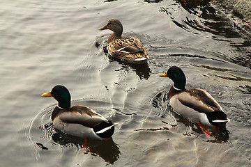 Image showing Duck,s swimming.