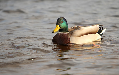 Image showing Duck swimming.