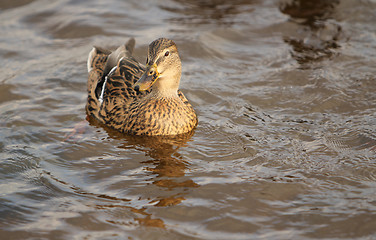 Image showing Duck swimming.