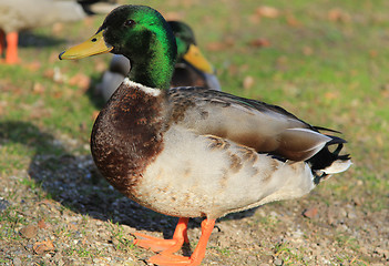Image showing Duck male.