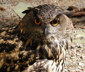Image showing Owl.