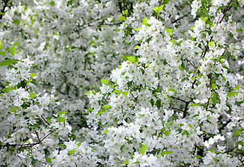 Image showing apple-tree flowers