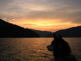 Image showing Husky dog looking at the sunset