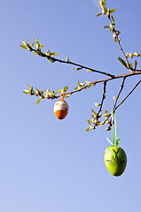 Image showing apple tree branch grow in spring easter eggs hang 