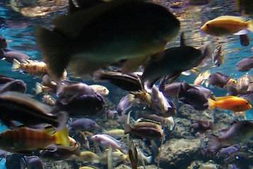 Image showing marine fish 2