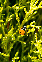 Image showing ladybird on a tree