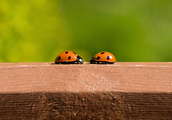 Image showing ladybird meeting