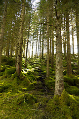 Image showing Green forest