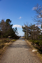 Image showing Manmade pathway in nature