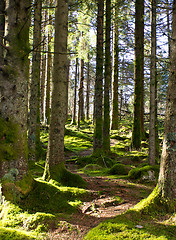 Image showing Pathway between trees