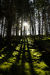 Image showing Three tree shadows