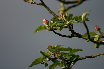 Image showing Appleblossum