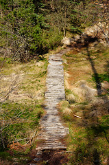 Image showing Wooden pathway