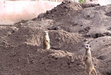 Image showing two meercats