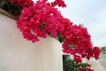 Image showing Red bougainvillea and white wall,beautiful