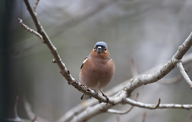 Image showing chaffinch