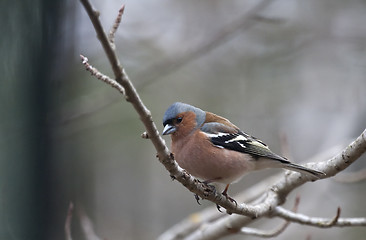 Image showing male chaffinch