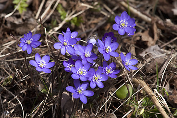 Image showing hepatica nobilis