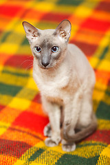 Image showing Hairless Cat